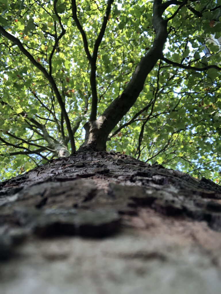 Baum auf dem unteren Schulhof der NMS, von unten, am Stamm entlang fotografiert bis in die Krone. Zwischen den Blättern ist der blaue Himmel zu sehen.